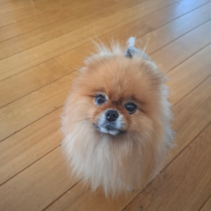 TRAUMACONSULT DIEREN