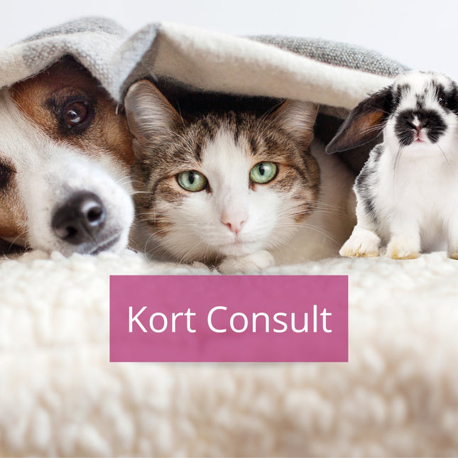 KORT Consult