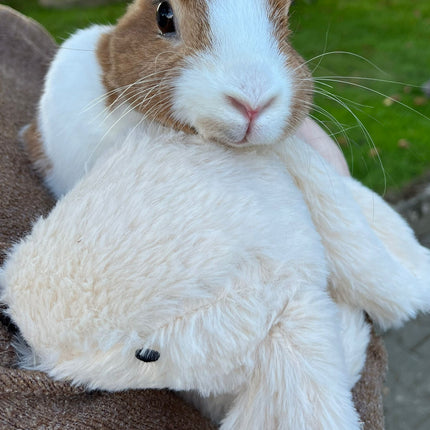 TRAUMACONSULT DIEREN