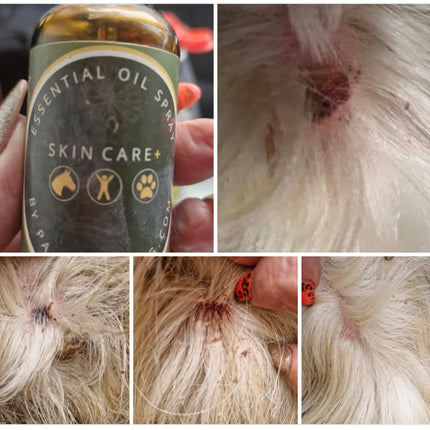 SKIN CARE+ (Jeuk-Wond-Huidolie)