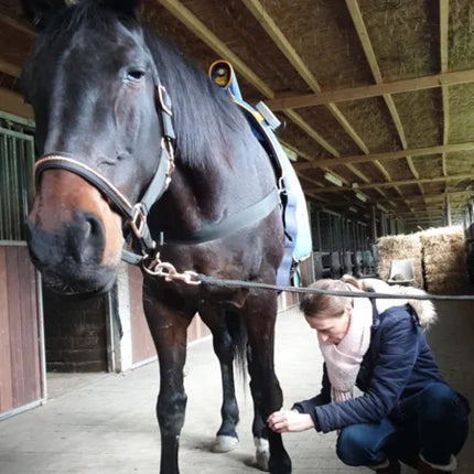 EQUISSAGE Therapie