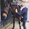EQUISSAGE Therapie
