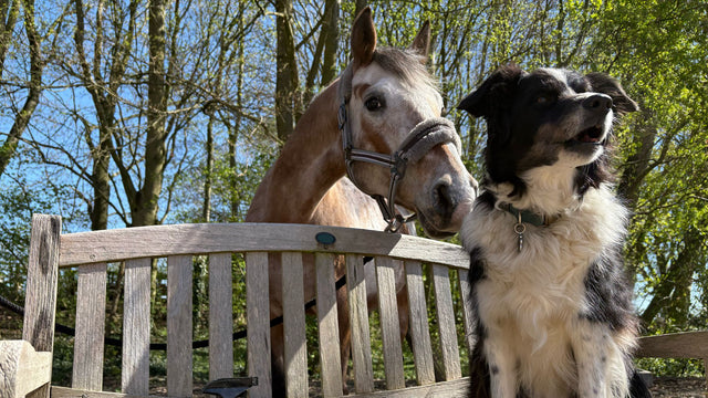 <h1>Je paard of hond lekker in zijn vel</h1>